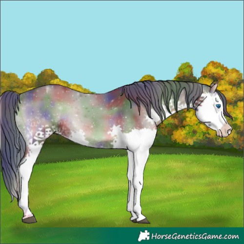 Horse Color:Nacre Blue Onyx Splash Appaloosa 
