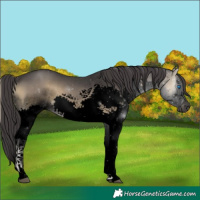 Horse Color:Void Smoky Blue Onyx Splash