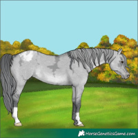 Horse Color:Grullo Chinchilla Ice Appaloosa
