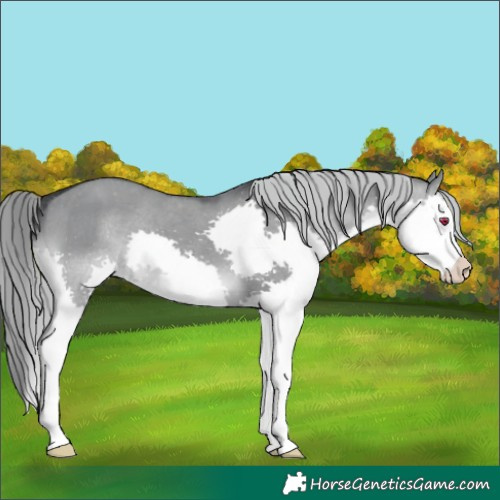 Horse Color:Grullo Chinchilla Splash Appaloosa 