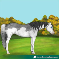 Horse Color:Black Ice Splash 