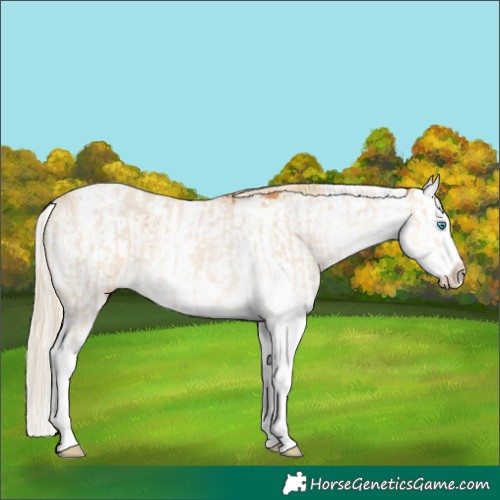 Horse Color:Cremello Sabino Splash  and Palomino Sabino Splash 