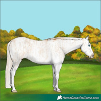 Horse Color:Cremello Sabino Splash  and Palomino Sabino Splash 