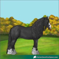 Horse Color:Black 