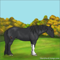 Horse Color:Black 