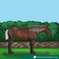 Horse Color:Silver Brown Rabicano 