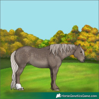 Horse Color:Silver Black