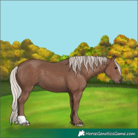 Horse Color:Silver Black