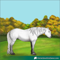 Horse Color:Gray Silver Black
