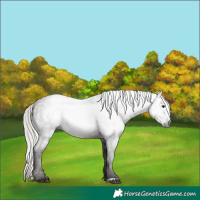 Horse Color:Gray Silver Black 