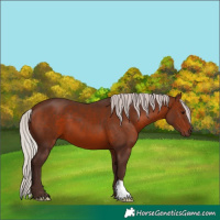 Horse Color:Silver Bay 