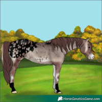 Horse Color:Void Chocolate Blue Onyx Ice Appaloosa