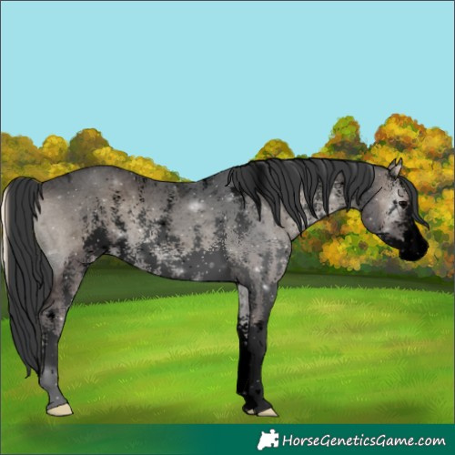 Horse Color:Void Blue Onyx Ice Sabino 