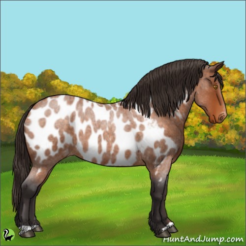 Horse Color:Buckskin Roan Appaloosa 