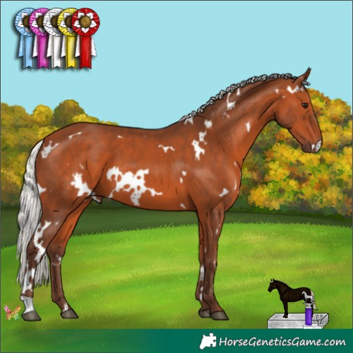 Horse Color:White Spotted Silver Bay 