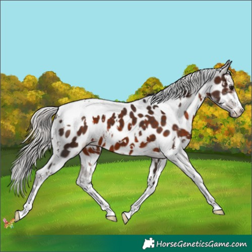 Horse Color:White Spotted Silver Brown Appaloosa 