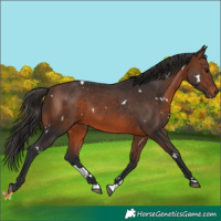 Horse Color:White Spotted Brown 