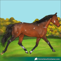 Horse Color:White Spotted Brown 