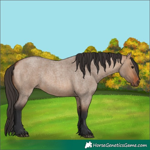 Horse Color:Bay Roan Dun