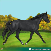 Horse Color:Black Rabicano 