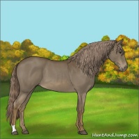 Horse Color:Chocolate Palomino Roan