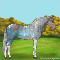 Horse Color:Silver Black Tobiano 