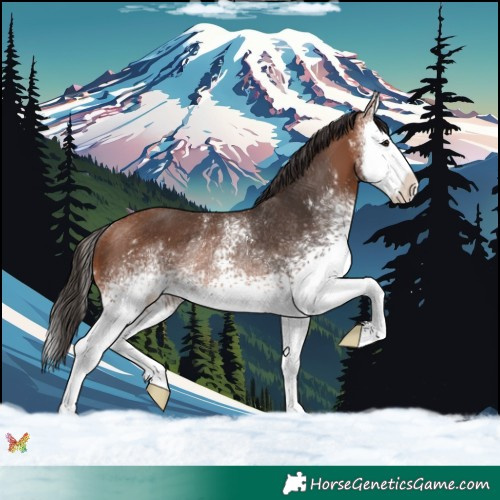 Horse Color:White Spotted Bay Splash Rabicano 