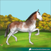 Horse Color:White Spotted Bay Splash Rabicano 