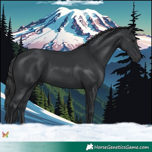 Horse Color:Black 