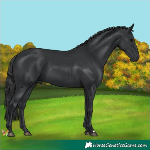 Horse Color:Black 