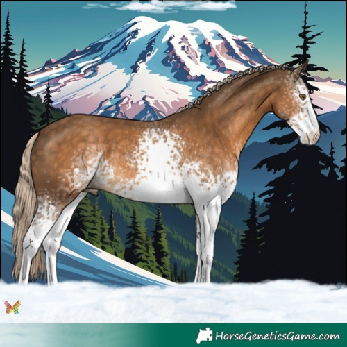 Horse Color:White Spotted Chocolate Palomino 