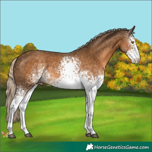 Horse Color:White Spotted Chocolate Palomino 