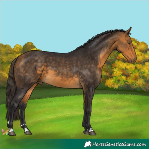 Horse Color:Buckskin 