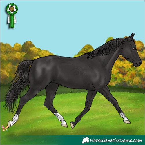 Horse Color:Smoky Black 