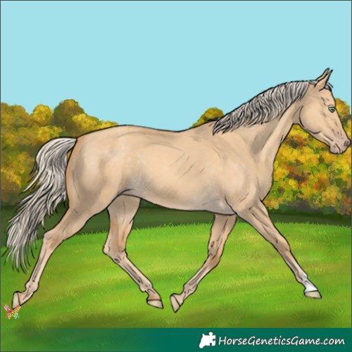 Horse Color:Gold Cream Champagne Dun 