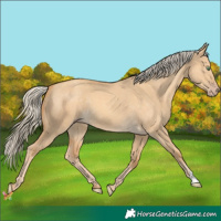 Horse Color:Gold Cream Champagne Dun 