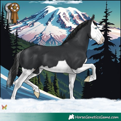 Horse Color:Black Splash 