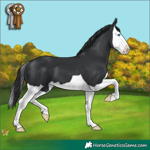 Horse Color:Black Splash 