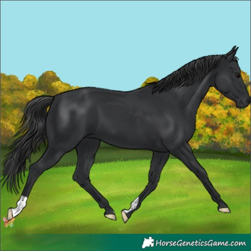 Horse Color:Black 