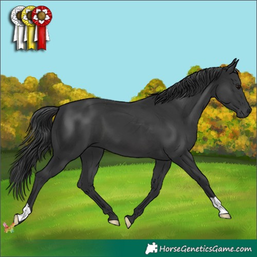 Horse Color:Black 