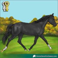 Horse Color:Black 