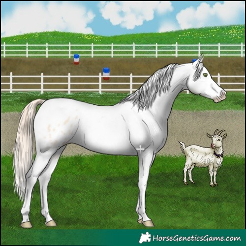 Horse Color:Gold Champagne Roan Dun Splash Tobiano Frame Appaloosa Rabicano 