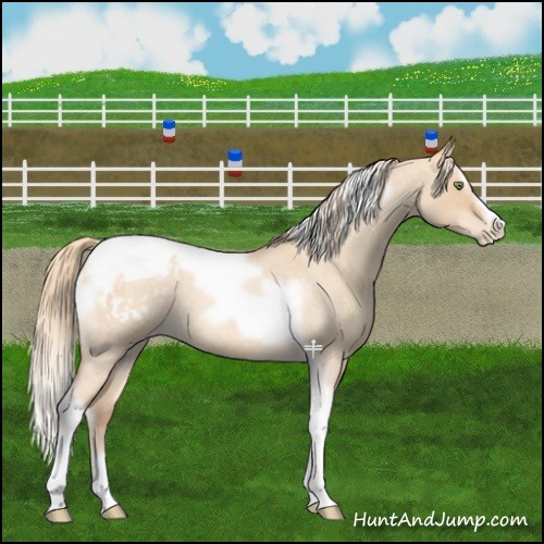 Horse Color:Gold Champagne Roan Dun Splash Tobiano Frame Appaloosa Rabicano 