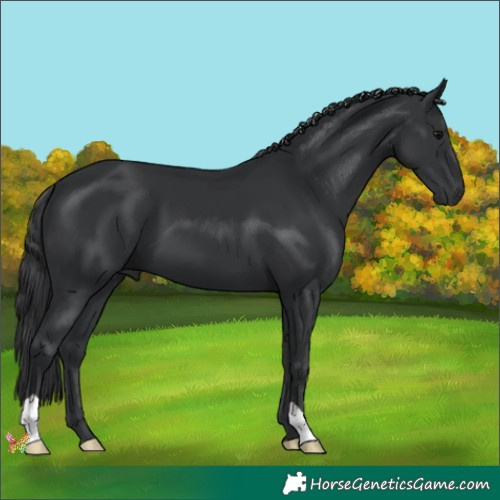 Horse Color:Black 
