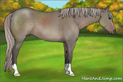 Horse Color:Silver Grullo 