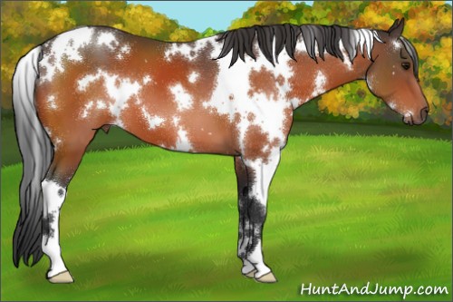Horse Color:White Spotted Bay 