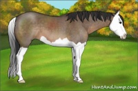 Horse Color:Brown Dun Splash