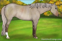 Horse Color:Silver Grullo Rabicano