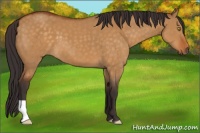 Horse Color:Buckskin Dun