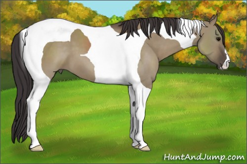 Horse Color:Smoky Grullo Tobiano 